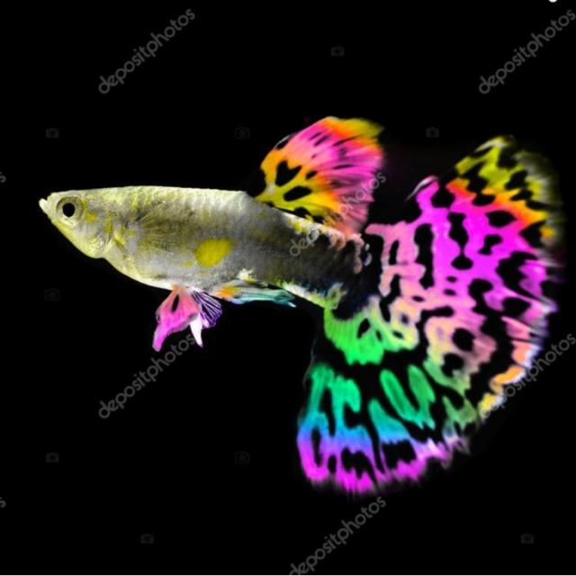 guppy sale whatsapp group link